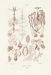 Insectes